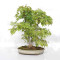 Acer palmatum ref: 24070252