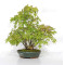 VENDU acer palmatum ref: 24070254