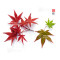 acer palmatum deshojo 24070253