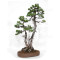 PINUS PENTAPHYLLA ref: 24070255