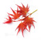 acer palmatum beni chidori 24070257