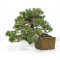 pinus pentaphylla 12020259