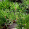 pinus thunbergii 12100241