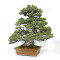 pin 5 aiguilles kokonoe ref 210202512