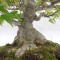 acer buergerianum ref: 25090252