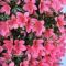 rhododendron korin  24090214