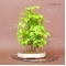 Mini bonsai Acer buergerianum handbook N° 7