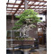 TAMAHI SMALL SIZE ORGANIC BONSAI FERTILIZER