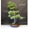 Pinus pentaphylla du Japon ref :06070182
