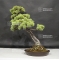 VENDU Pinus pentaphylla 6070186