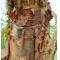 Acer griseum