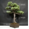 VENDU Pinus pentaphylla 25070183