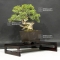 VENDU juniperus chinensis itoigawa ref: 30070184