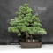 VENDU Pinus pentaphylla ref: 08080183