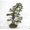 VENDU Pinus pentaphylla 29080182