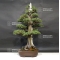 vendu juniperus rigida ref: 12090181