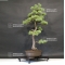 Pinus pentaphylla ref: 6070183