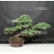 Pinus pentaphylla du Japon ref :11090182