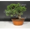 juniperus chinensis var : itoigawa ref: 07090184