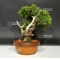 juniperus chinensis var : itoigawa ref: 07090186