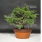 juniperus chinensis var : itoigawa ref: 07090188