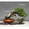 juniperus chinensis itoigawa ref :12100184