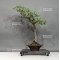 Pinus pentaphylla ref 12100185