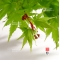 Graines d'acer matsumurae meoto