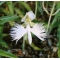 habenaria radiata vendu à l'unité. pot bonsai