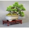 VENDU juniperus chinensis itoigawa ref 29050192