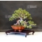 VENDU  juniperus chinensis itoigawa ref:14040191