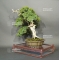 juniperus chinensis ref: 29050195