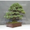 Pinus pentaphylla ref:06030199