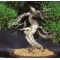 juniperus chinensis itoigawa ref 7070191