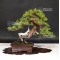juniperus chinensis itoigawa ref 19070198