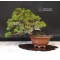 juniperus chinensis itoigawa ref : 1907194