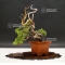 VENDU juniperus chinensis itoigawa ref 24070193