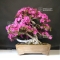 rhododendron shiryu no mai ref 12070191