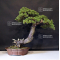 Pinus pentaphylla du Japon ref :09080191