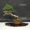 juniperus chinensis itoigawa ref:14080192