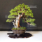 juniperus chinensis itoigawa ref : 14080191