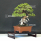 juniperus chinensis itoigawa ref:14080193
