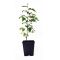 Stewartia monadelpha 1 Litre pot 60-70 cm