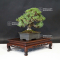 Pinus pentaphylla miyo-jo ref 12090197