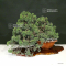 VENDU Juniperus chinensis itoigawa 10090194