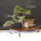 VENDU Pinus pentaphylla kokonoe du Japon ref :1009