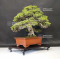 juniperus chinensis itoigawa ref 10090196
