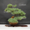 Pinus pentaphylla 04090196