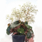 saxifraga fortunei thea