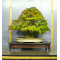 Acer palmatum arakawa ref: 09100191